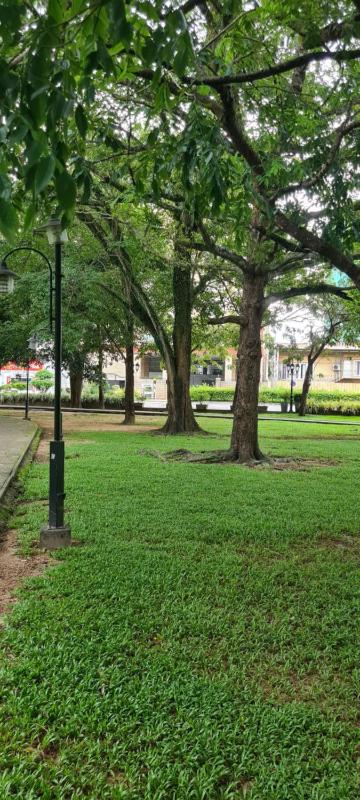 Spacious Colombo 7 apartment by the park - image 6