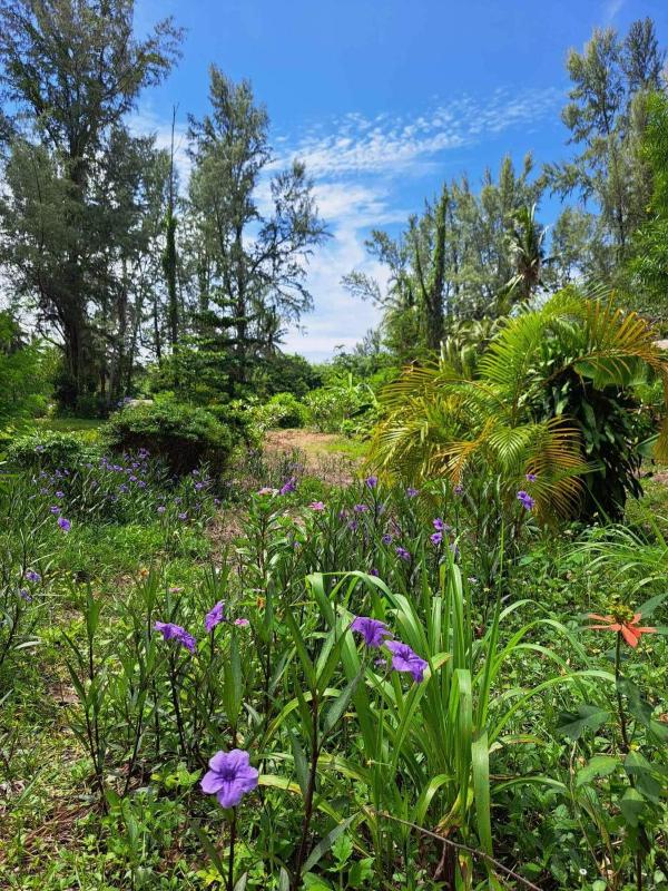 Hippy Trail Beach Village Bungalows - image 43