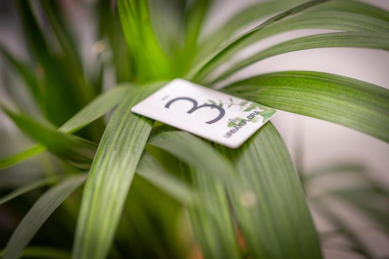 URBANFLORA - image 28
