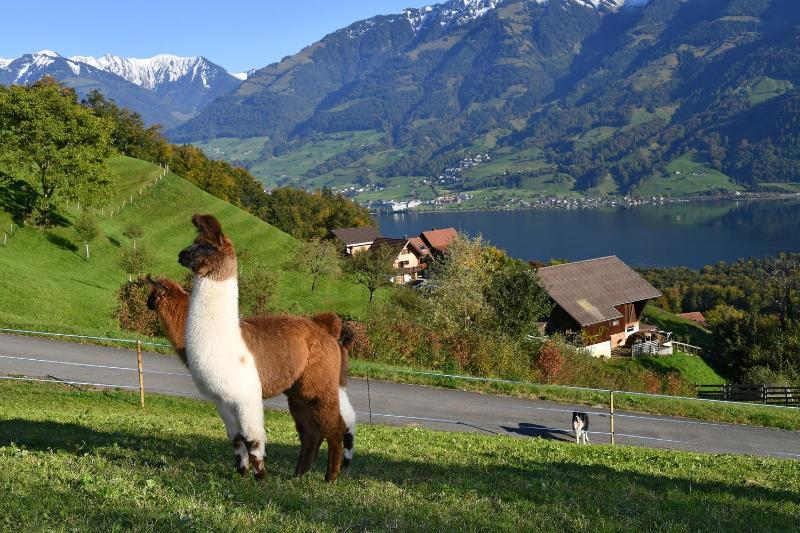 Ferienhaus auf dem Lamahof Images