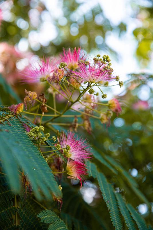  Chambre Double Classique avec Vue sur Montagne et route image 1