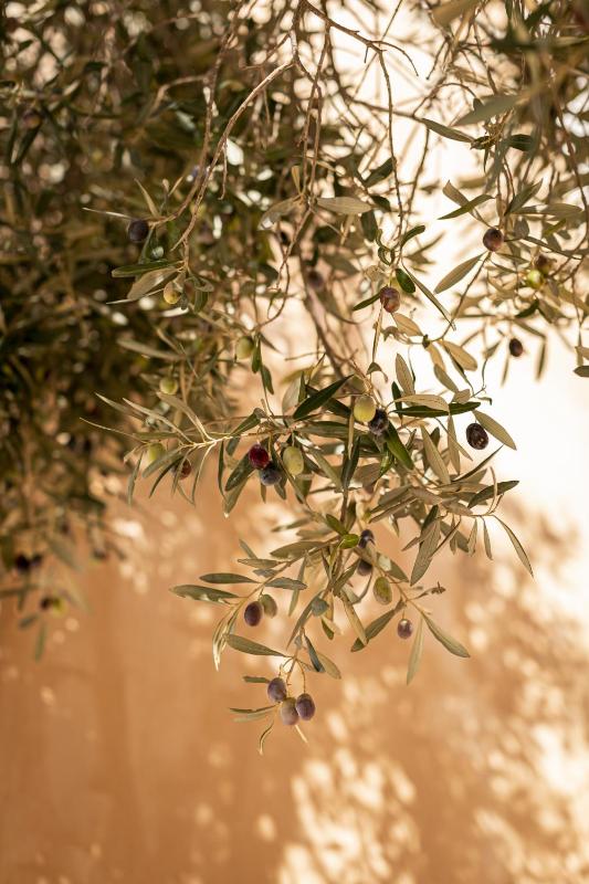 Standard Villa image 2