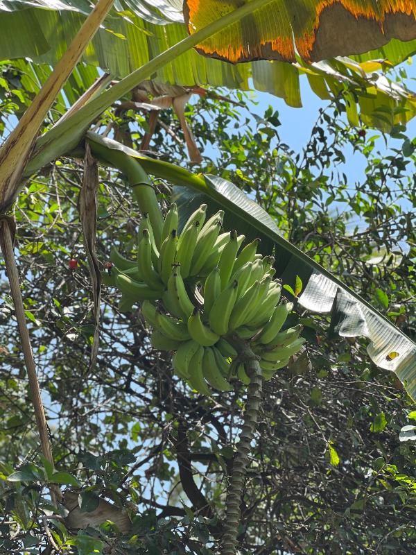 Pousada Oasis - image 8