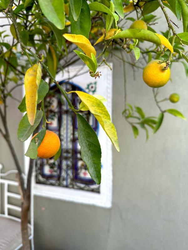 Riad Hna Ben Saleh - Traditional Guest House near Jemaa el-Fnaa Square - image 16