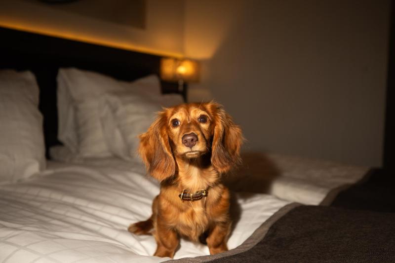 Double Room - Pets allowed image 1