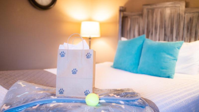 Family Suite Pet Friendly image 2