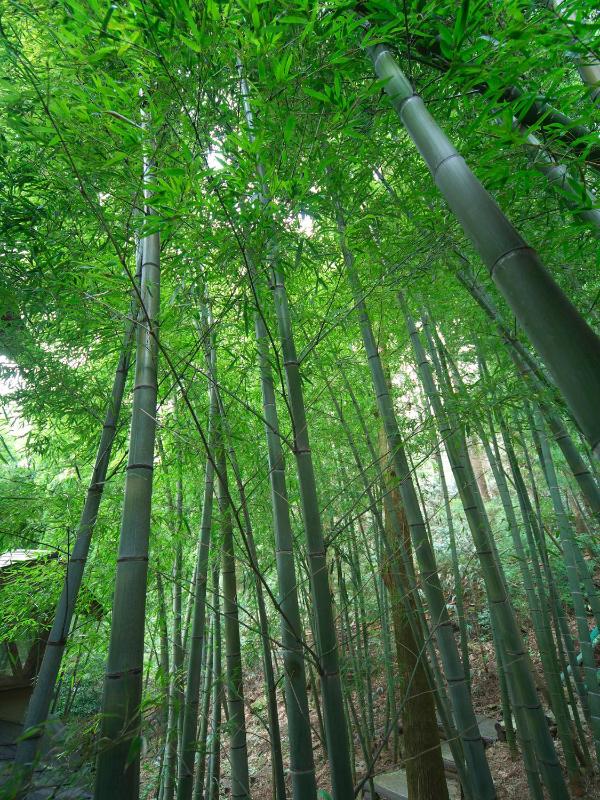 Hakone Tokinoshizuku - image 9