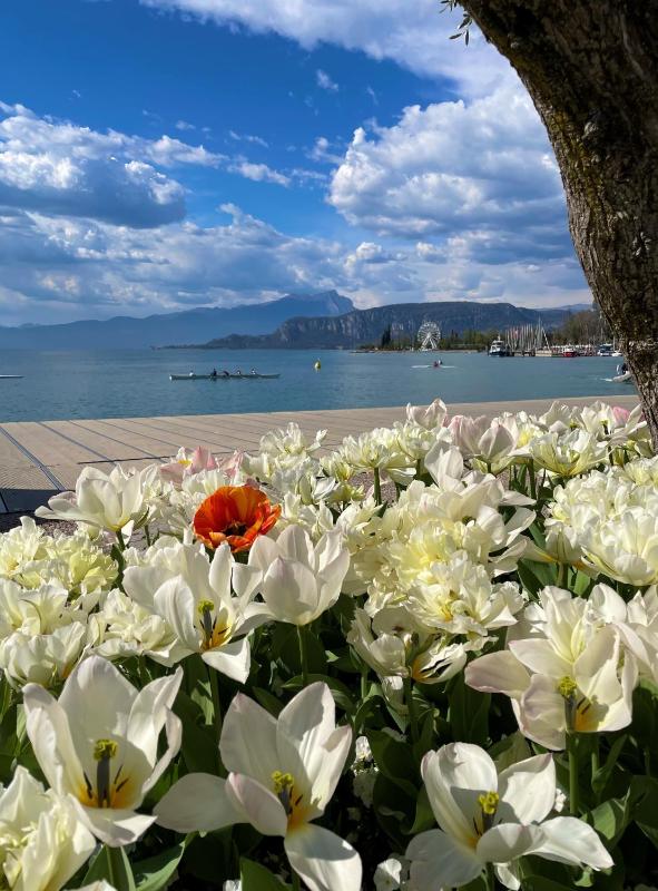 Bardolino City Life Apartments Images