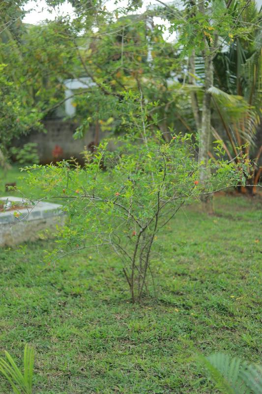 Sayu Garden Hotel - image 3
