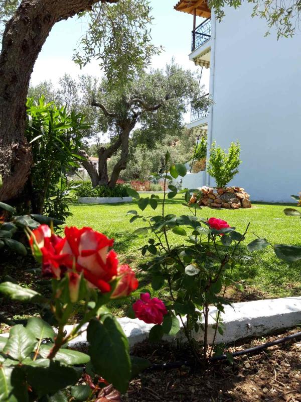 Olive Grove Studios - image 19