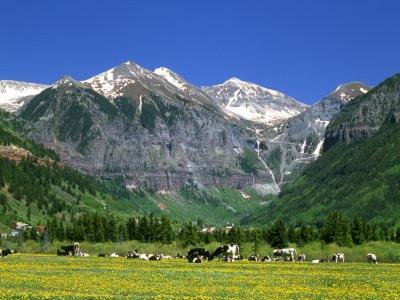 A Genuine Telluride Treasure - image 13