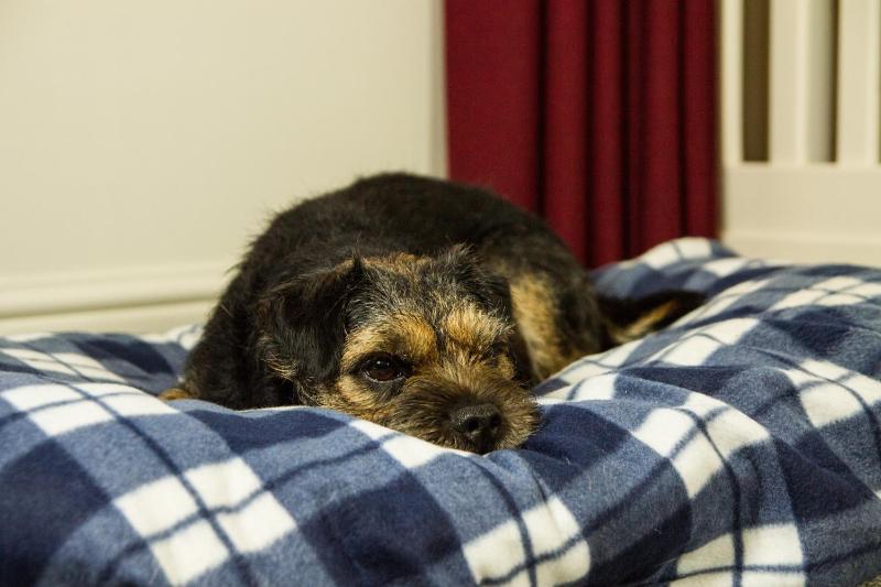 Classic Double Room - Pets Welcome image 2