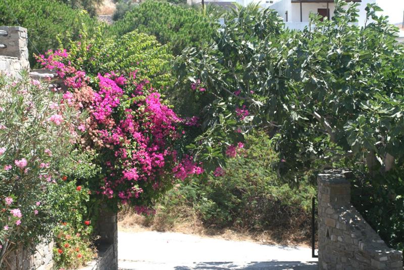 Villas Georgy - image 4