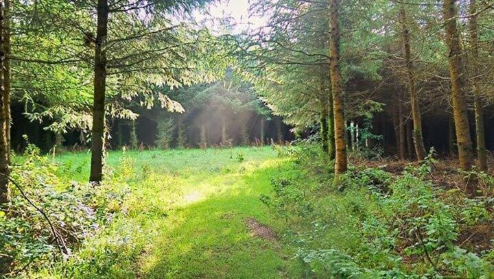 One-Bedroom Cottage image 4