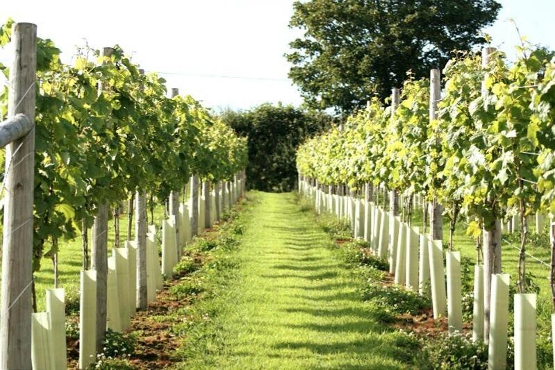 Twin Room with Private Bathroom image 4