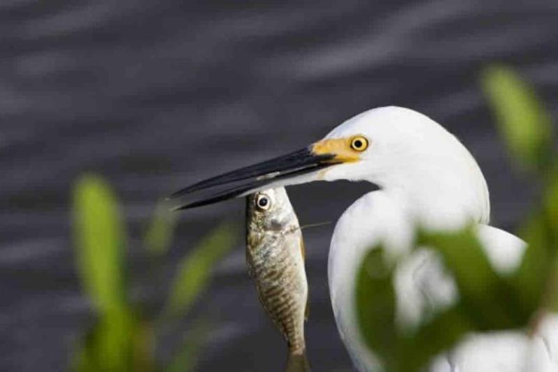 Cape Coral Beauty.Booking - image 6