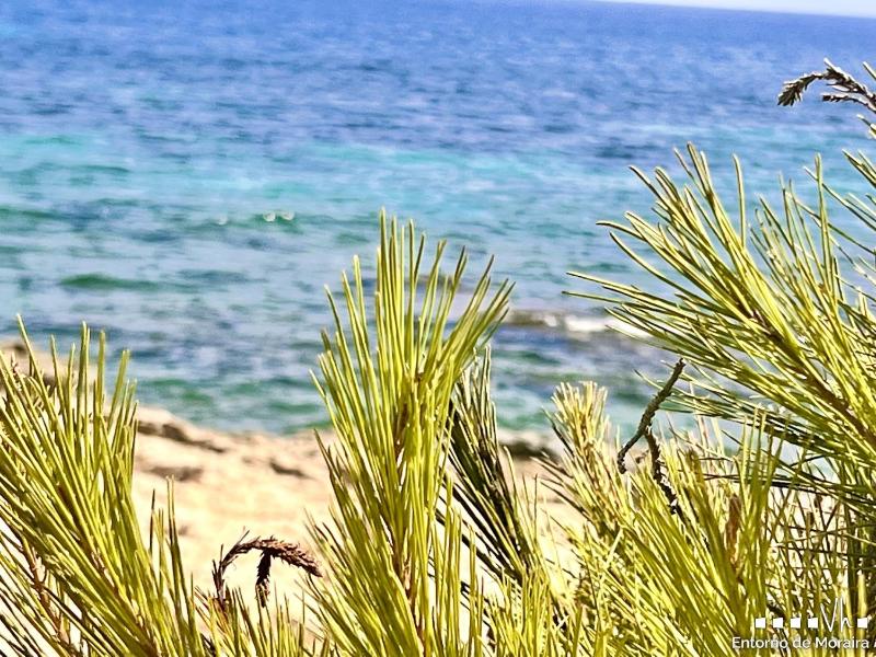 VH CostaBlanca - CARRASQUETA - image 2