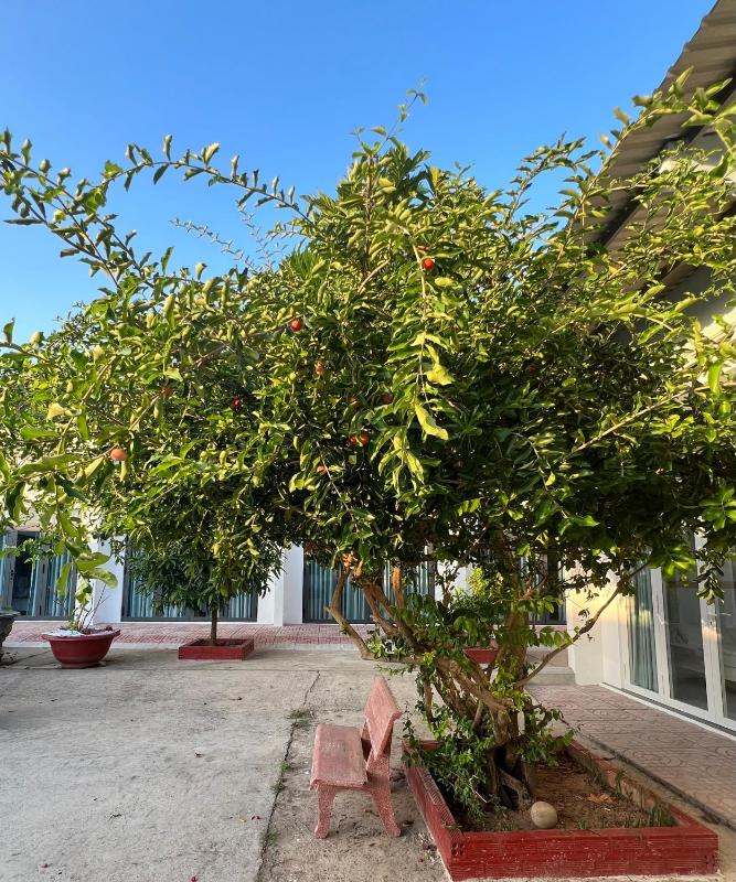 HY GUESTHOUSE PHU QUOC - Nhà Hy vivu bên Vườn - image 19