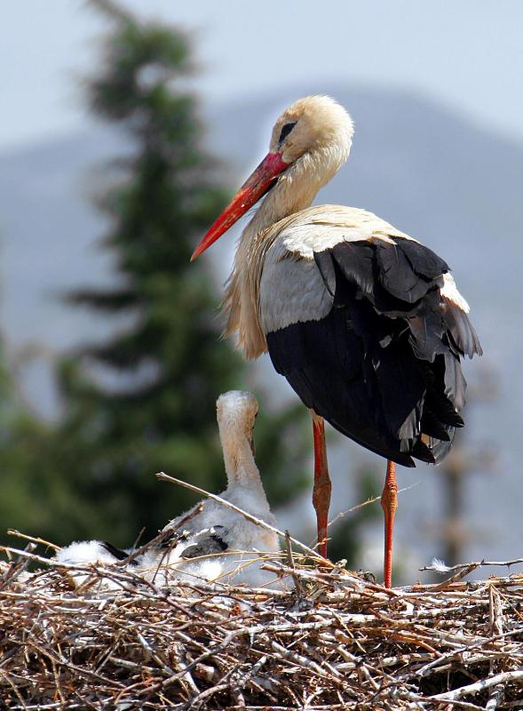 Standard Double Room image 2