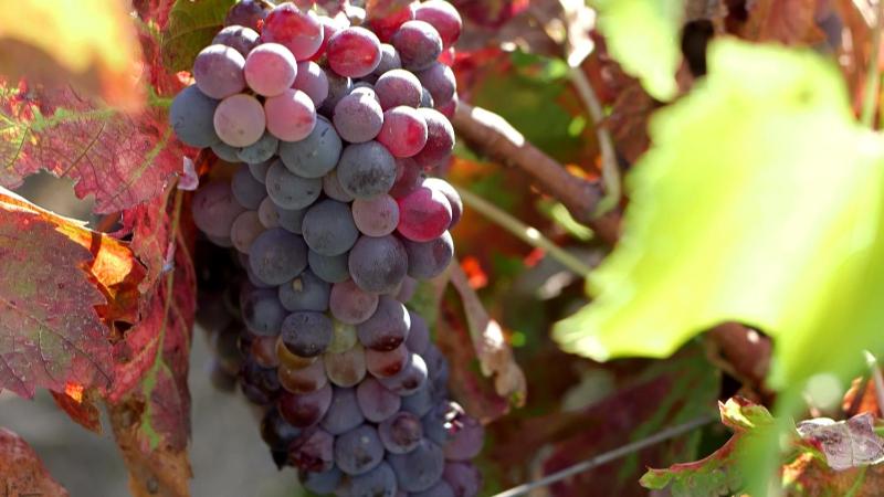 Hotel Baglio Oneto dei Principi di San Lorenzo - Luxury Wine Resort - image 32