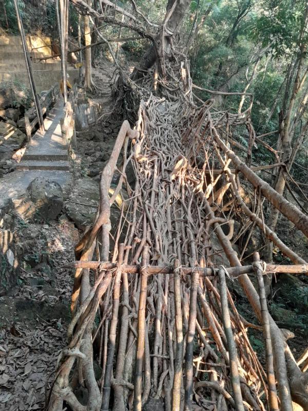 Living Roots Lodge - image 11