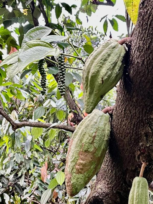 Villa Abu Sulthan - Garden Farm House - image 16