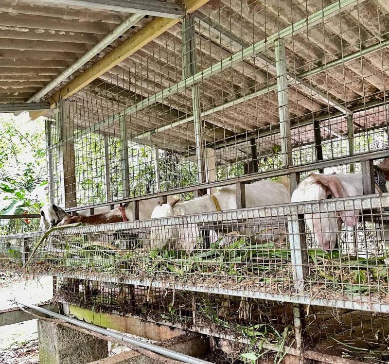 Villa Abu Sulthan - Garden Farm House - image 23
