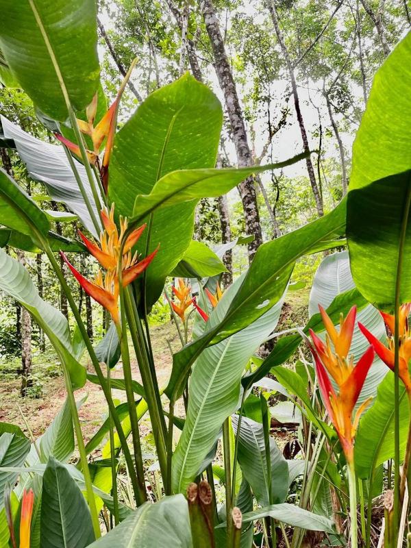 Villa Abu Sulthan - Garden Farm House - image 10
