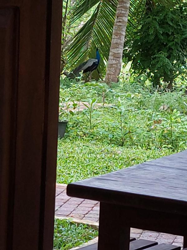 Green Shield Resort - image 16