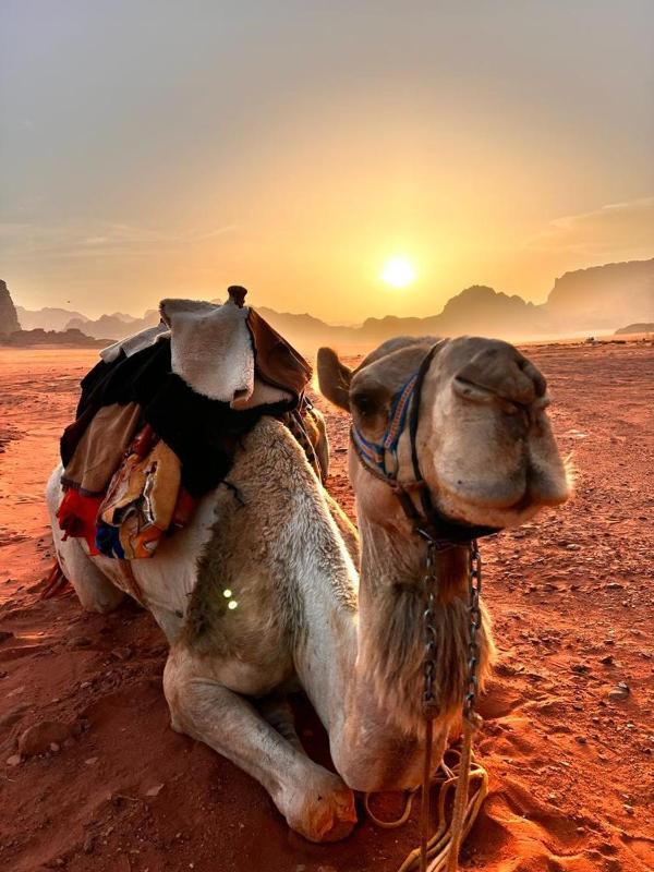 Wadi Rum Desert Tours and Glamping with Hussein - image 7