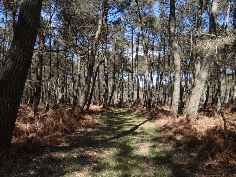 KERDERFF - Longere entre plage et foret - TK30 - image 3