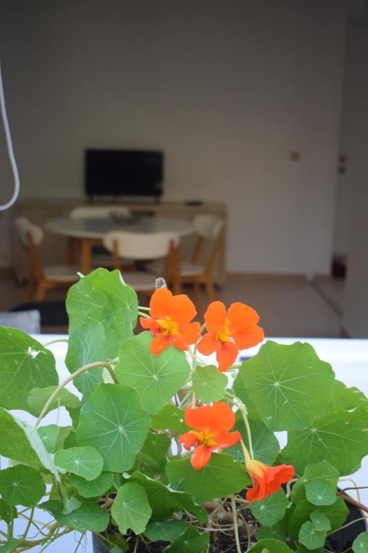Apartment - Ground Floor image 2