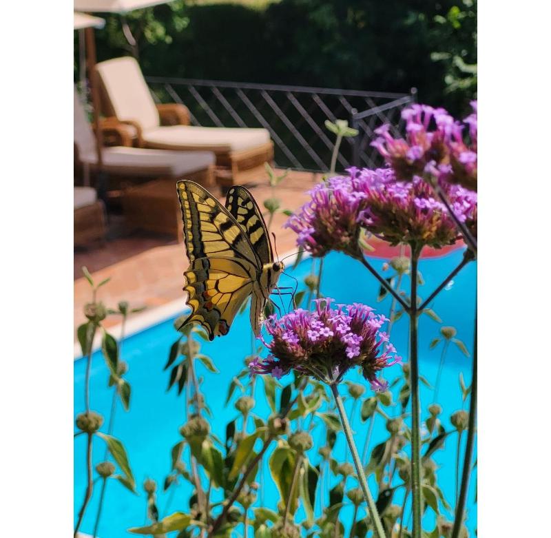 Angeloni by Salogi Villas - image 43