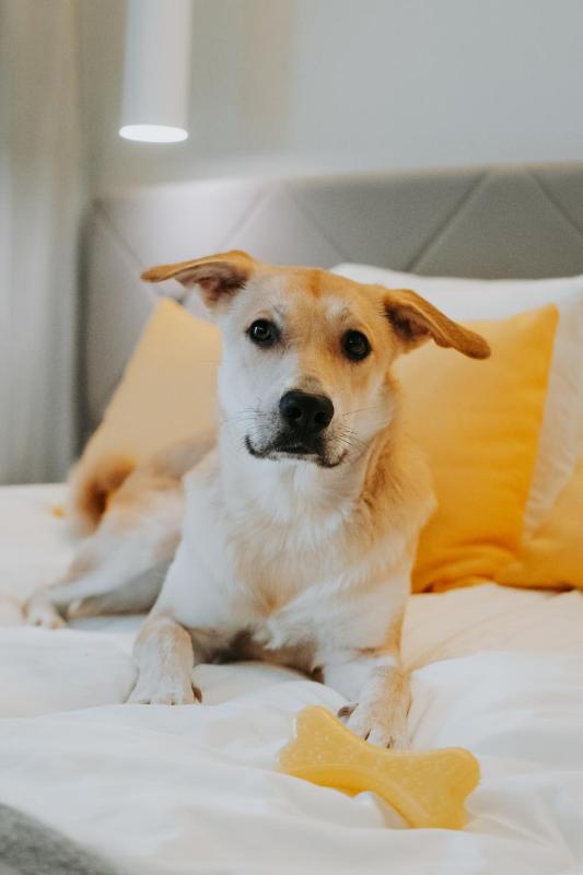 Superior Twin Room image 1