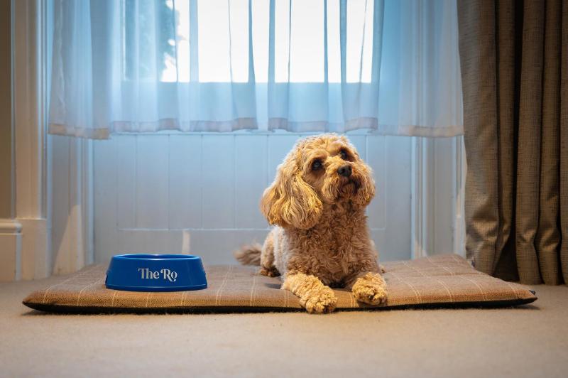 Pet Friendly Double  image 4
