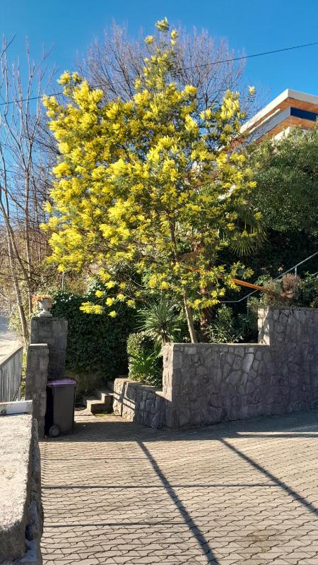 Apartment Ana - image 15