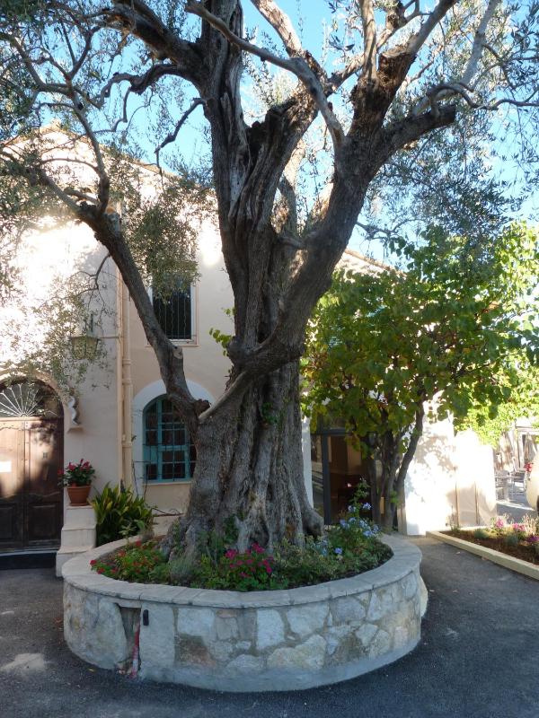 La Bastide de l'Oliveraie - image 13