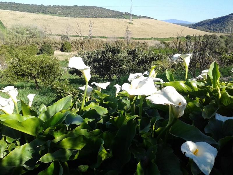 Casa Rural El Cubillo - image 7