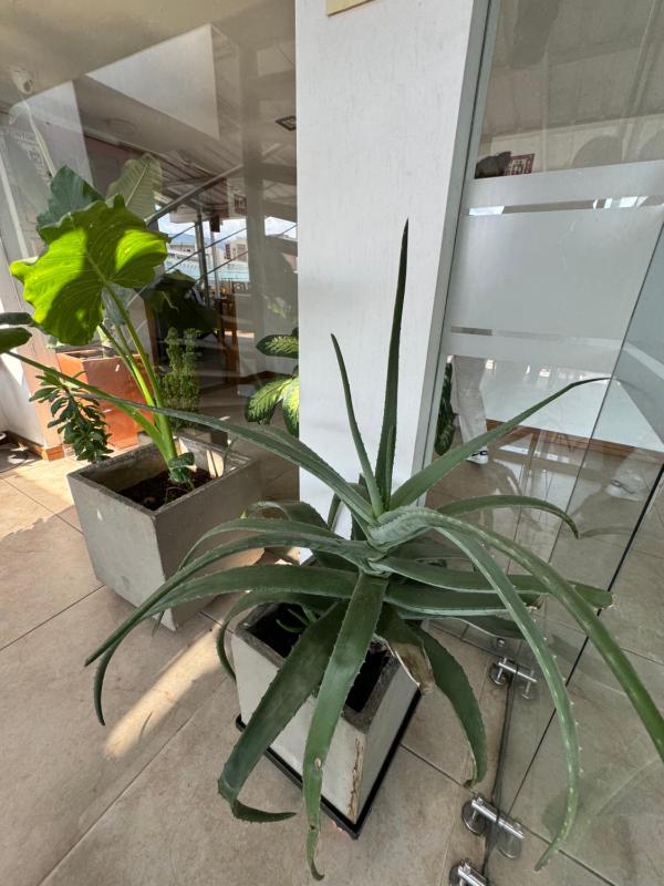 HOTEL SAN ANTONIO PLAZA - image 14