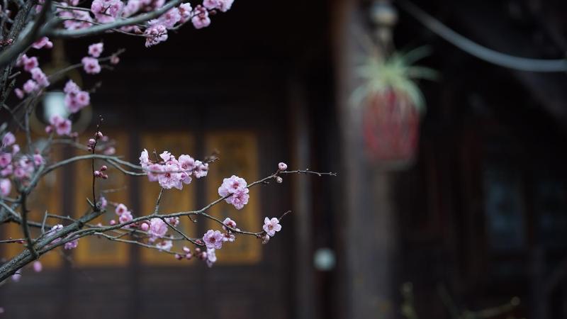 Tuo Tuo Guest House - image 1