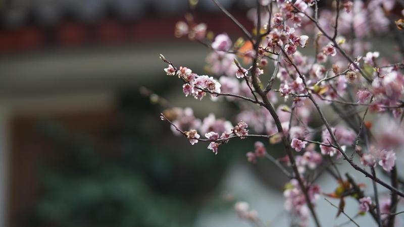 Tuo Tuo Guest House - image 31