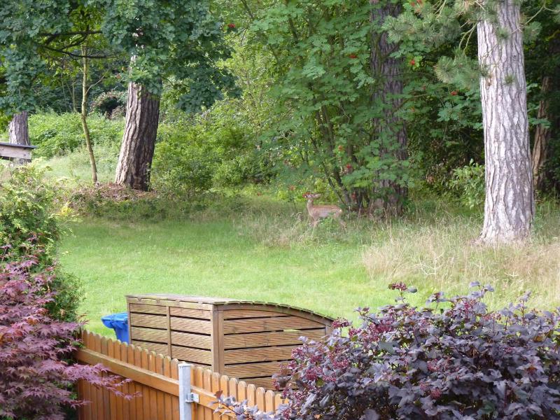 Ferienwohnung im Wald mit Kamin - image 34