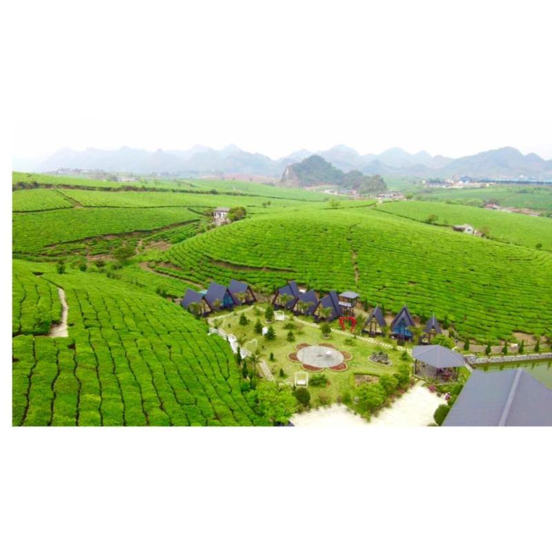 Thung Lũng Ba Đồi Chè - image 3