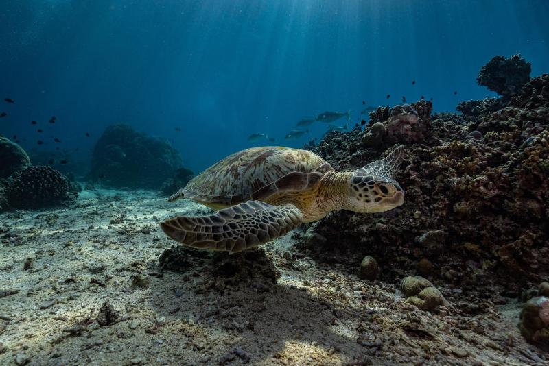 Trawangan Dive Centre - image 21