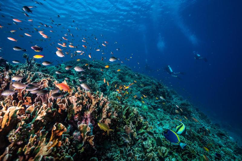 Trawangan Dive Centre - image 18