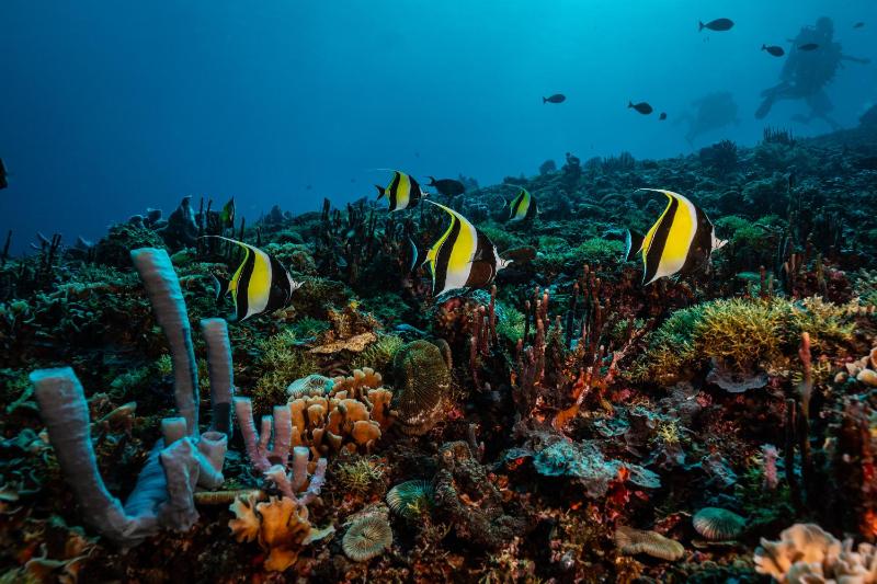 Trawangan Dive Centre - image 30