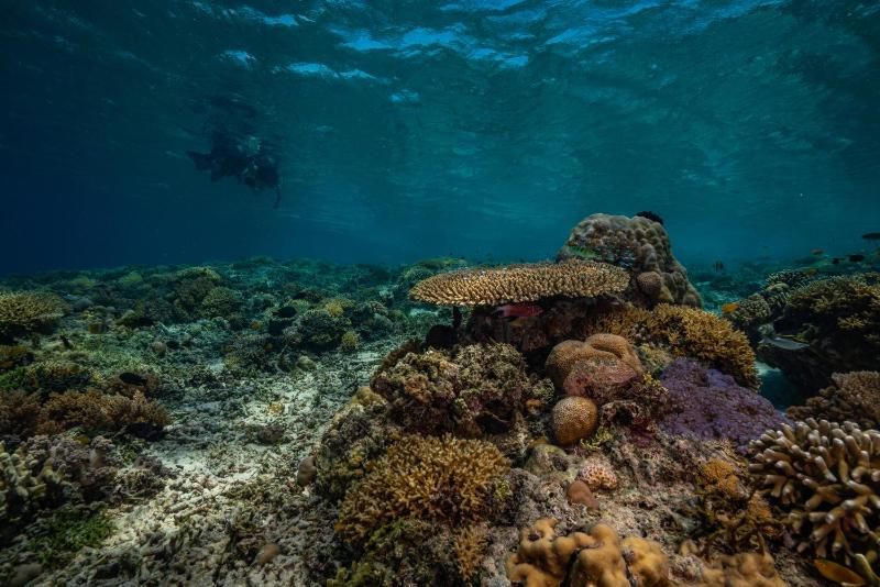 Trawangan Dive Centre - image 14