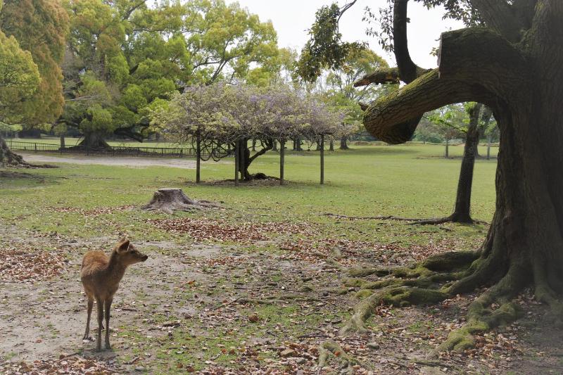 Family Inn Nara - image 10
