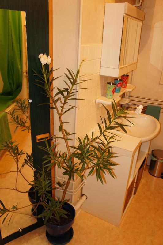 Apartment - La Suite des Musiciens image 4