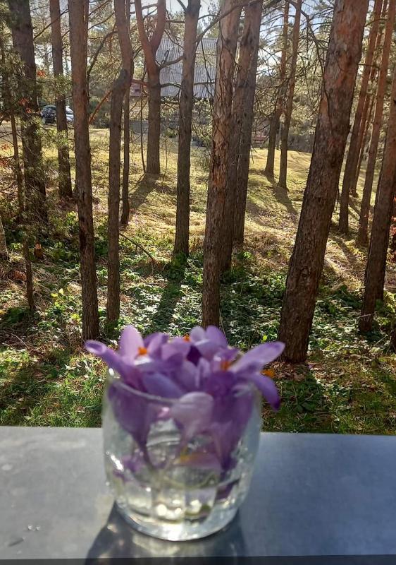 Apartman Šumski San - image 12